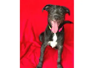 Cachorro raça Srd idade  nome Coca
