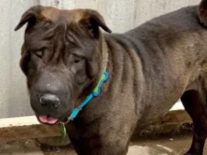 Cachorro raça Sharpei idade  nome Shakira