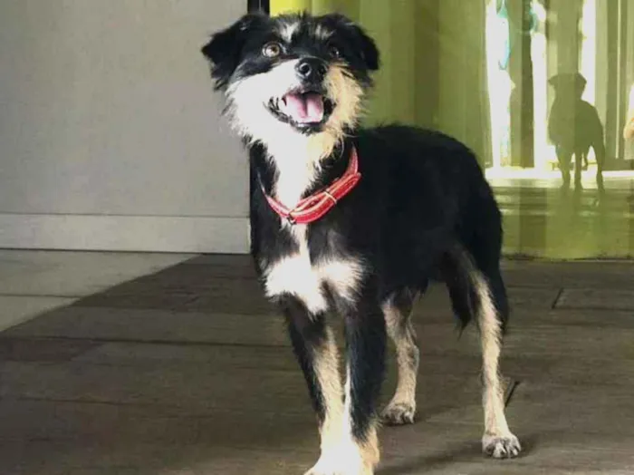 Cachorro ra a Sem raça definida idade 7 a 11 meses nome Chico