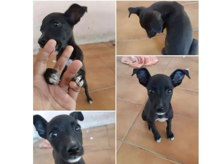 Cachorro ra a Vira lata idade Abaixo de 2 meses nome Sem nome
