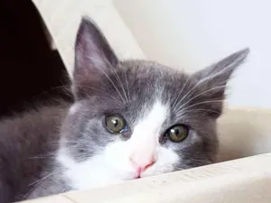 Gato raça Srd idade 2 a 6 meses nome Macho Azul e Branco