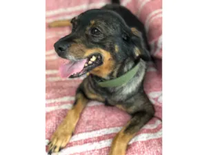 Cachorro raça Srd idade  nome Serena