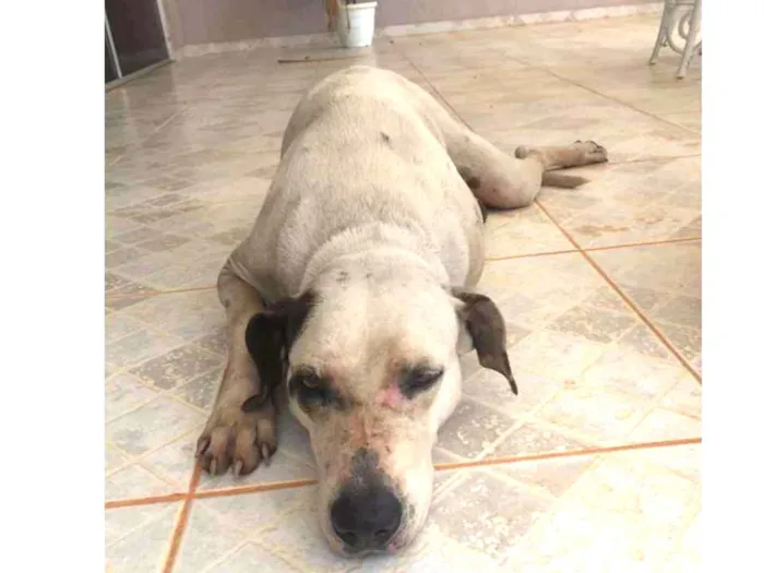 Cachorro ra a SRD idade  nome sem nome