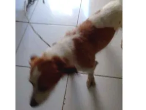 Cachorro raça Vira lata idade 1 ano nome Bolsonaro