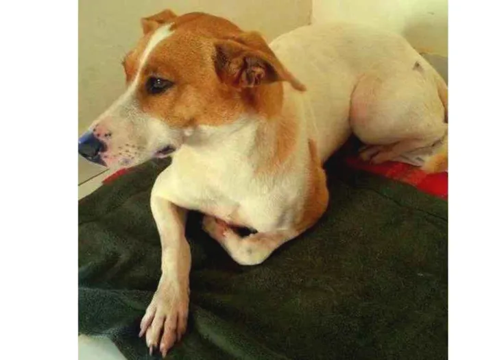 Cachorro ra a Vira-Lata idade 1 ano nome Shiva