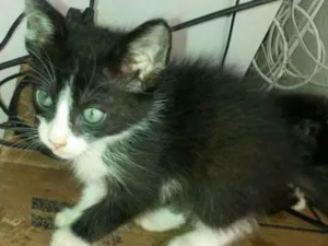 Gato raça SRD idade 2 a 6 meses nome Mimi