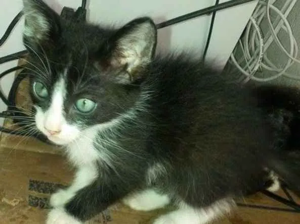 Gato ra a SRD idade 2 a 6 meses nome Mimi