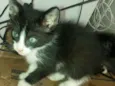Mimi