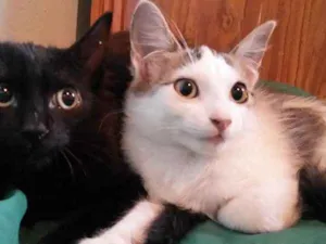 Gato raça SRD idade 2 a 6 meses nome Lady e Oz
