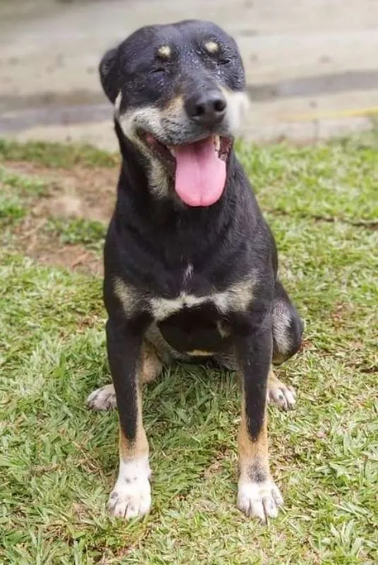 Cachorro ra a srd idade 4 anos nome Naty