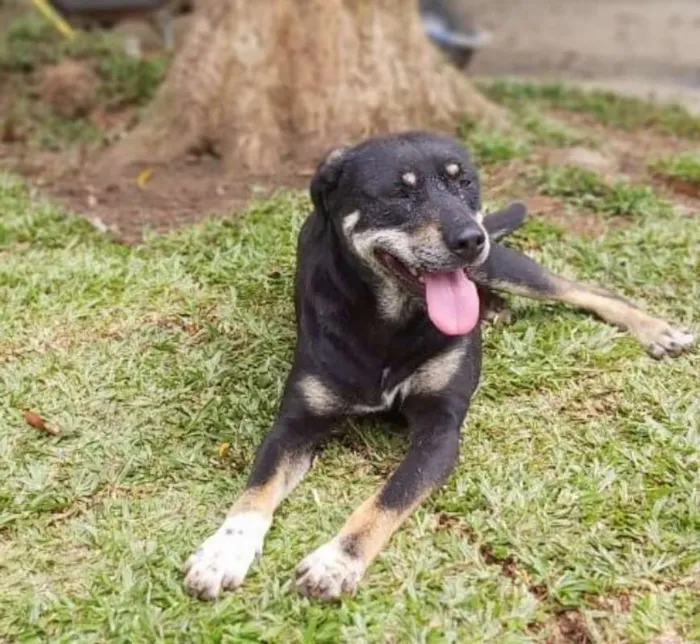 Cachorro ra a srd idade 4 anos nome Naty