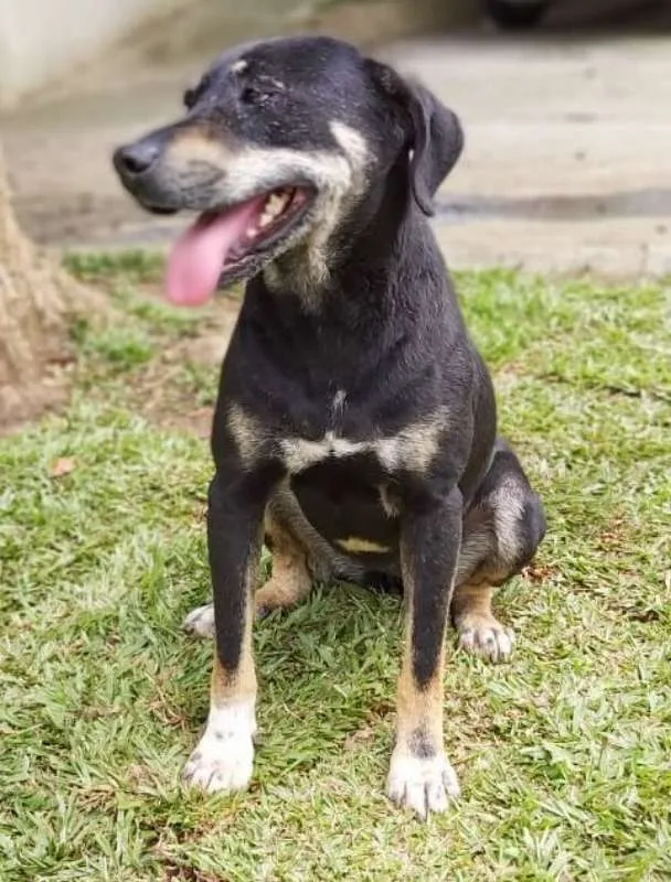 Cachorro ra a srd idade 4 anos nome Naty