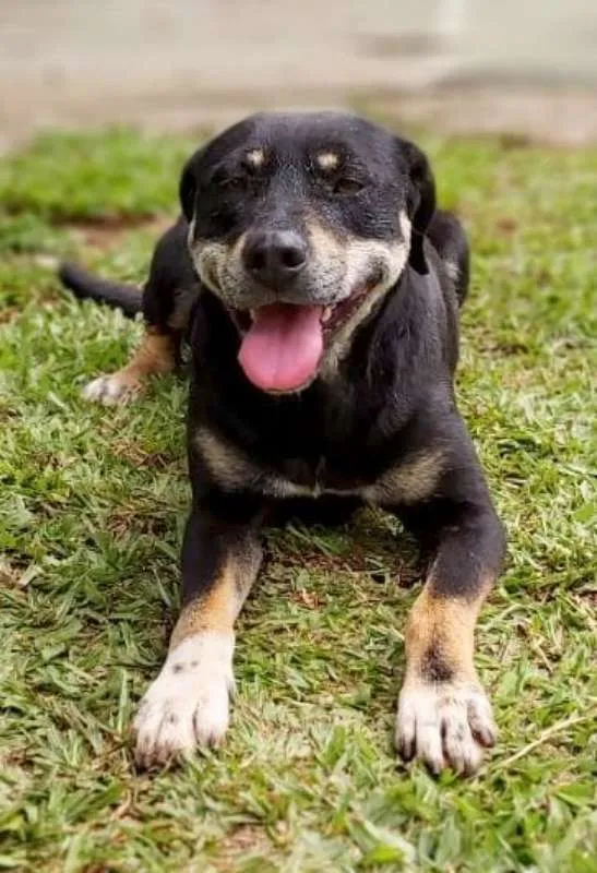 Cachorro ra a srd idade 4 anos nome Naty