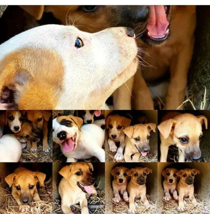 Cachorro raça Srd idade 2 a 6 meses nome Filhotes