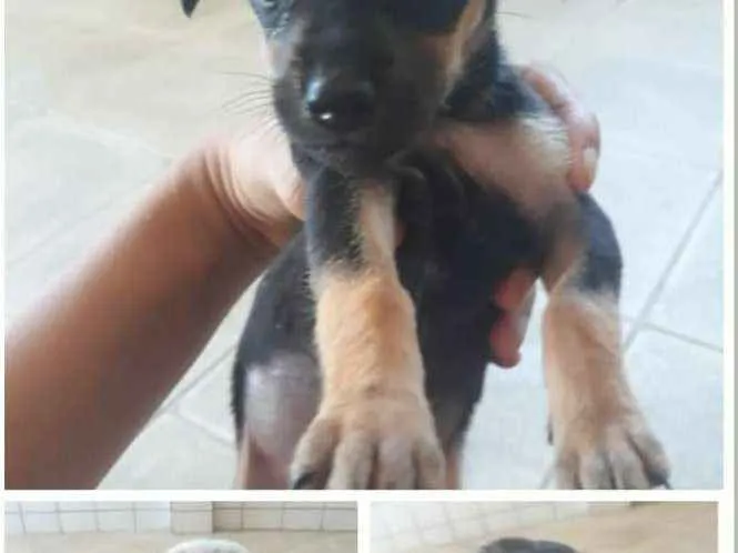 Cachorro raça Srd idade Abaixo de 2 meses nome Filhotes