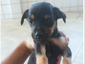 Cachorro raça Srd idade Abaixo de 2 meses nome Filhotes