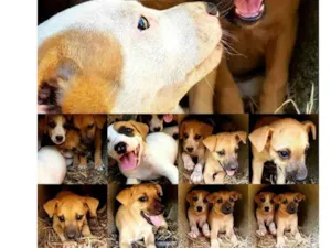Cachorro raça Srd idade 2 a 6 meses nome Filhotes