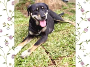 Cachorro raça srd idade 4 anos nome Naty