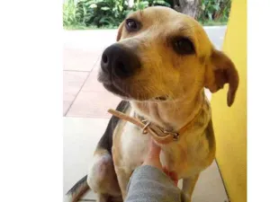 Cachorro raça SRD idade  nome Batata