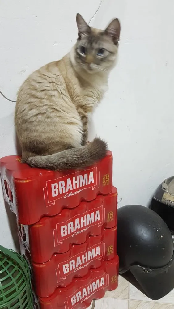 Gato ra a SRD idade 2 anos nome Ninha