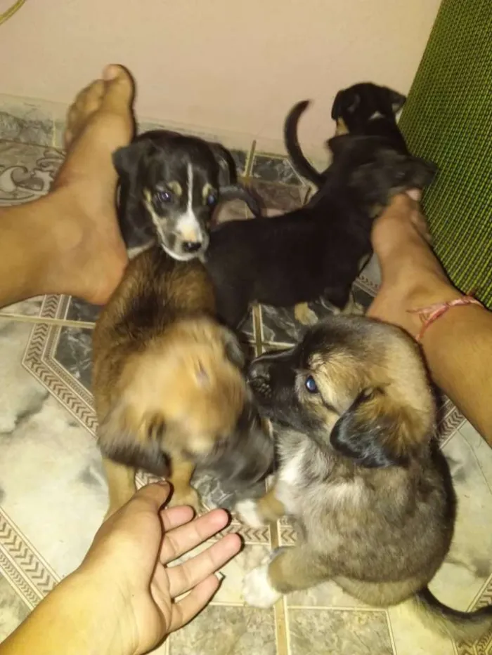 Cachorro raça  idade Abaixo de 2 meses nome Sem nome