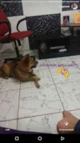 AMORA