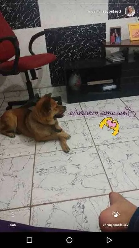 Cachorro raça Chow Chow - PASTOR ALEMAO idade 2 anos nome AMORA