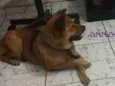 AMORA