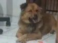 AMORA