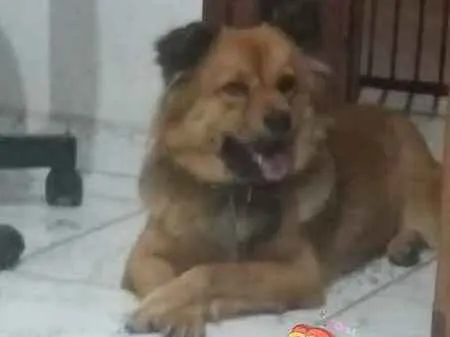 Cachorro raça Chow Chow - PASTOR ALEMAO idade 2 anos nome AMORA