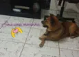 AMORA