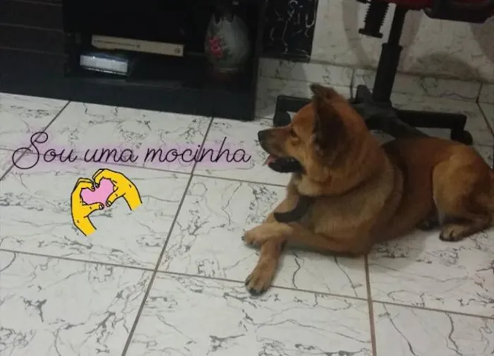 Cachorro raça Chow Chow - PASTOR ALEMAO idade 2 anos nome AMORA