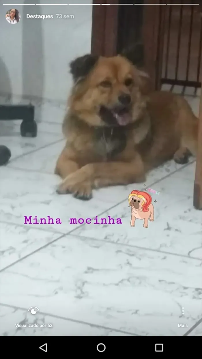 Cachorro raça Chow Chow - PASTOR ALEMAO idade 2 anos nome AMORA
