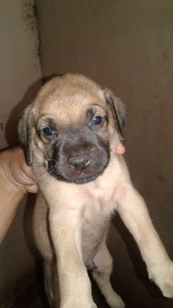 Cachorro ra a  idade 2 a 6 meses nome Você escolhe o nome.