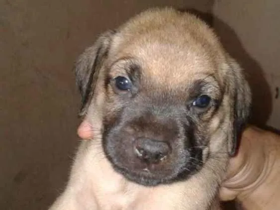 Cachorro ra a  idade 2 a 6 meses nome Você escolhe o nome.