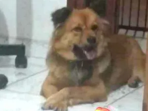 Cachorro raça Chow Chow - PASTOR ALEMAO idade 2 anos nome AMORA