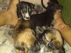 Cachorro raça  idade Abaixo de 2 meses nome Sem nome