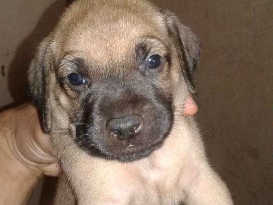 Cachorro ra a  idade 2 a 6 meses nome Você escolhe o nome.