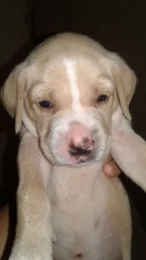Cachorro raça  idade 2 a 6 meses nome Você escolhe o nome.