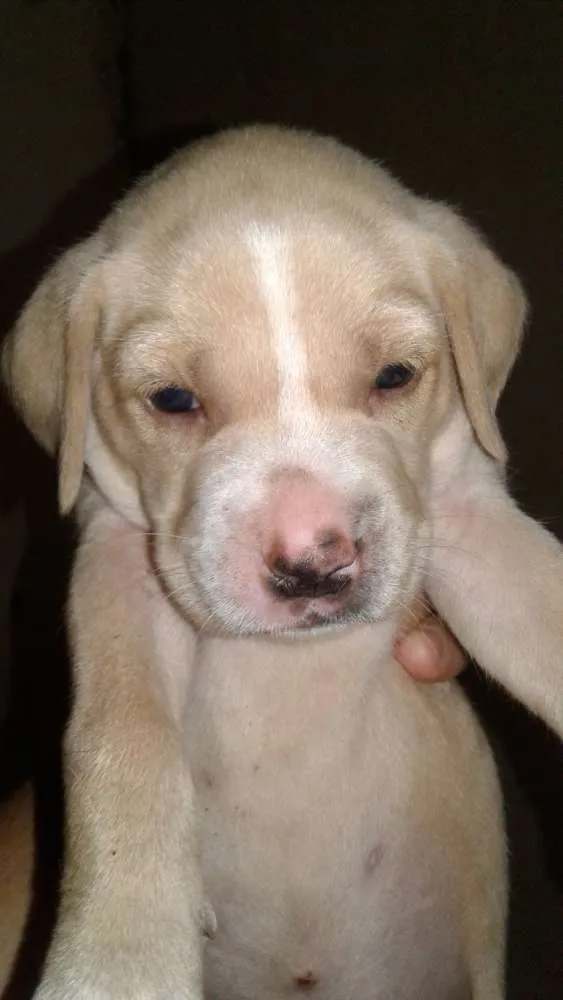 Cachorro ra a  idade 2 a 6 meses nome Você escolhe o nome.