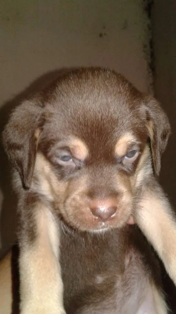 Cachorro ra a  idade 2 a 6 meses nome Você escolhe o nome.