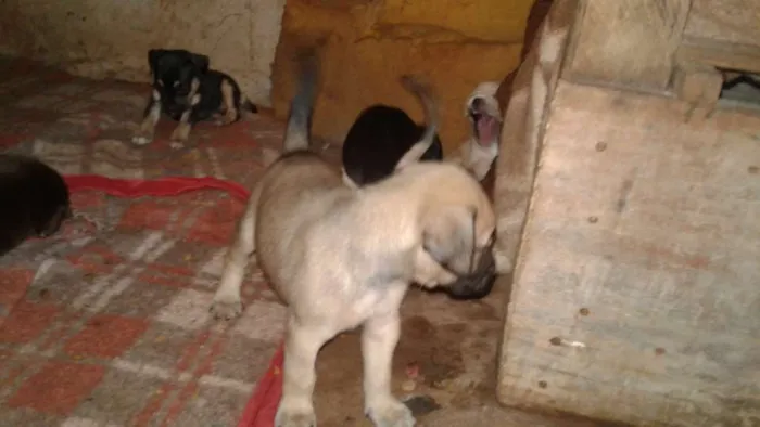 Cachorro ra a  idade 2 a 6 meses nome Você escolhe o nome.