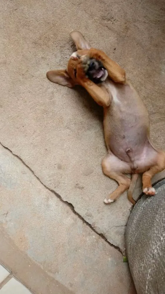 Cachorro raça Mistura  idade 2 a 6 meses nome Sem nome
