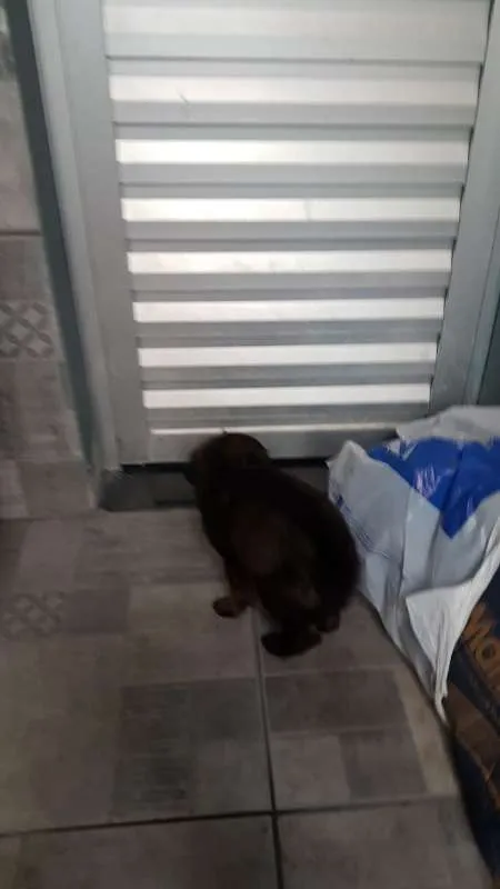 Cachorro raça SRD idade 2 a 6 meses nome BELINHA