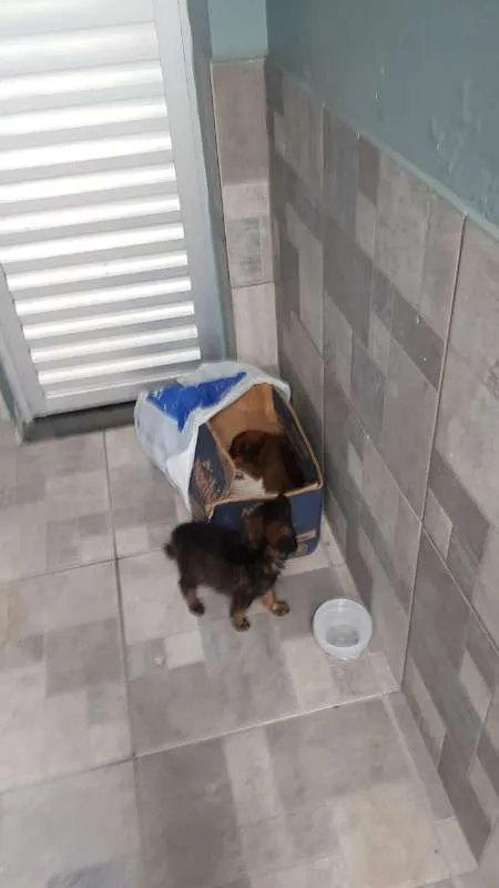 Cachorro raça SRD idade 2 a 6 meses nome BELINHA