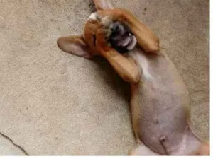Cachorro raça Mistura  idade 2 a 6 meses nome Sem nome