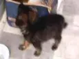 BELINHA