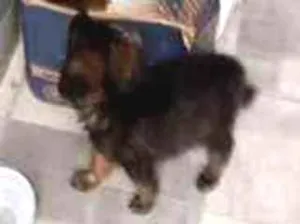 Cachorro raça SRD idade 2 a 6 meses nome BELINHA
