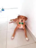 Simba