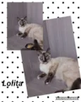 GATINHOS LINDOS